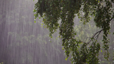 Rain