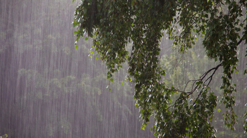 Rain